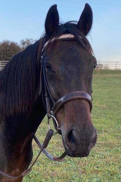 Mill & Hide - Shop Yass & Online - Wonderful mix of heart, home and horse - saddlery & horse gear and fashion